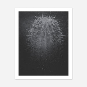 Desert Cactus No. 1
