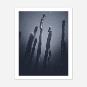 Desert Cactus No. 2